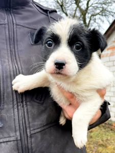 Цуценя Панда, 2 міс