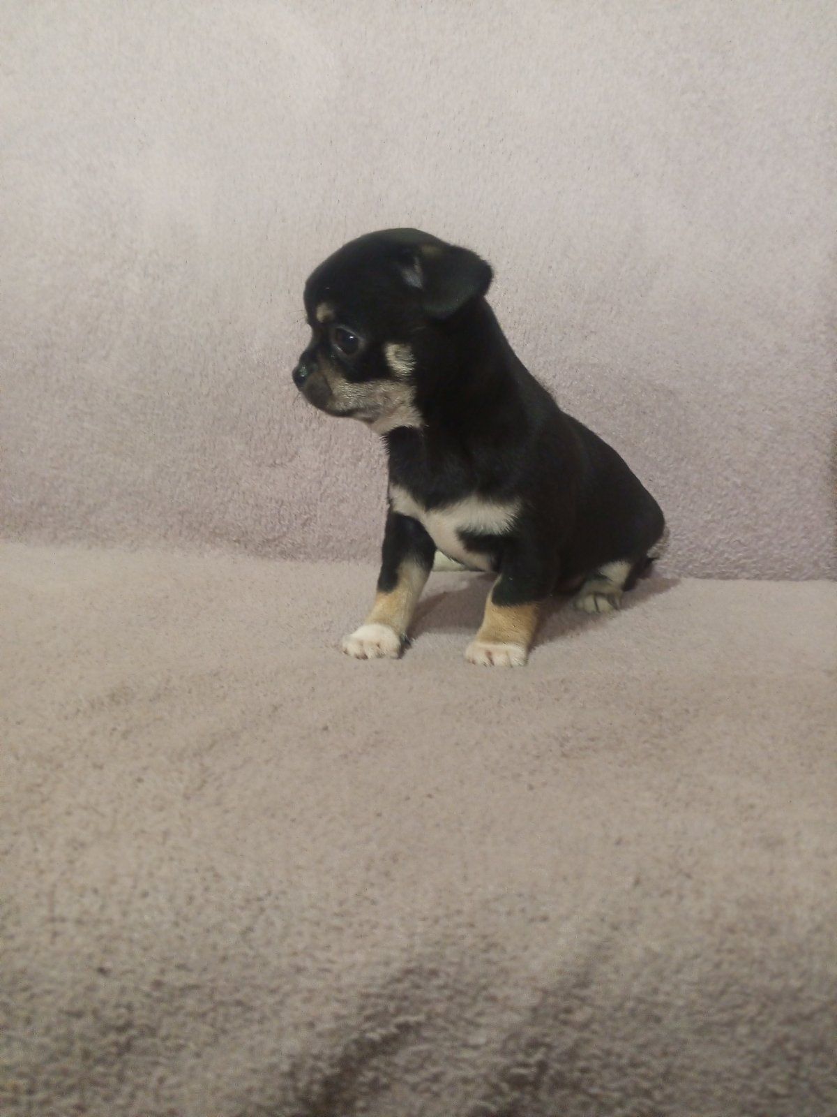 Продам хлопчика чихуахуа