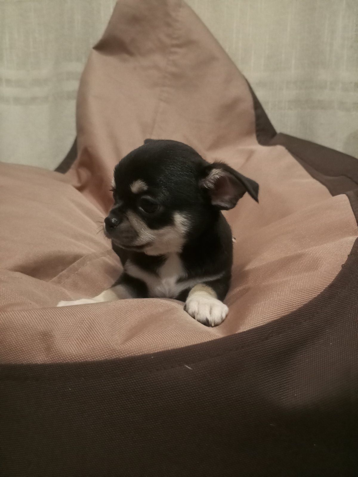 Продам хлопчика чихуахуа