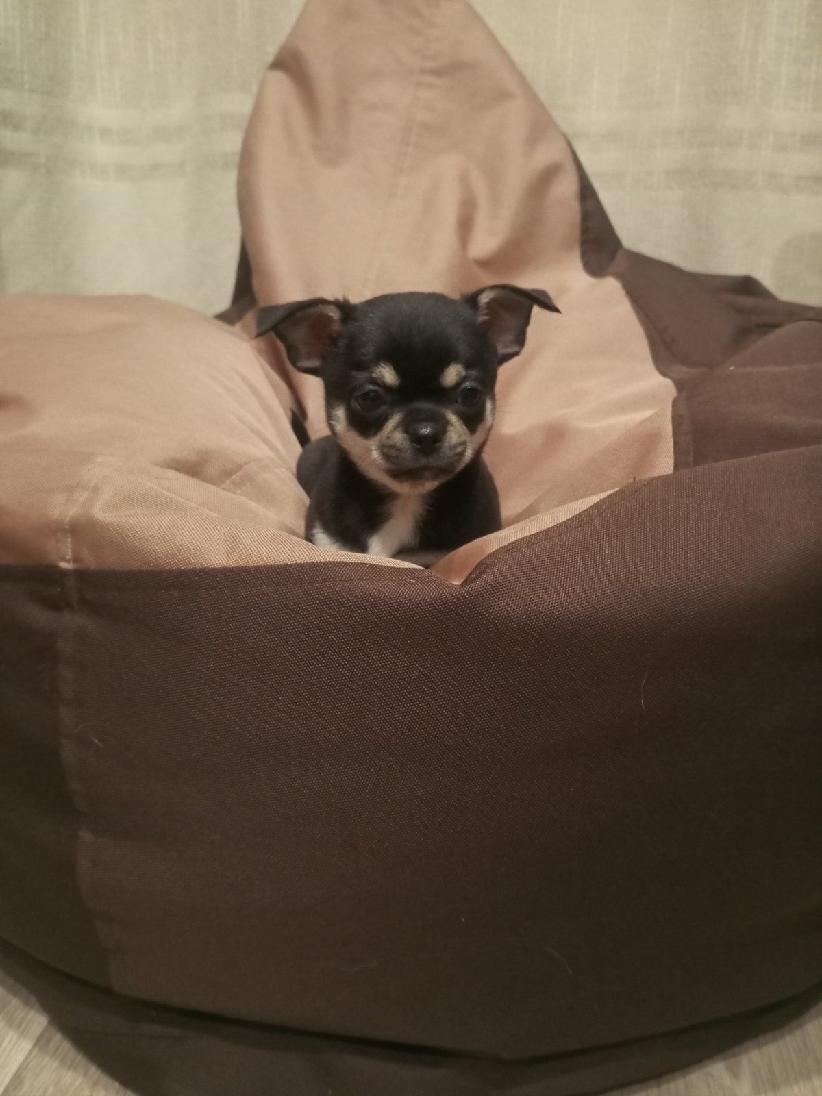 Продам хлопчика чихуахуа