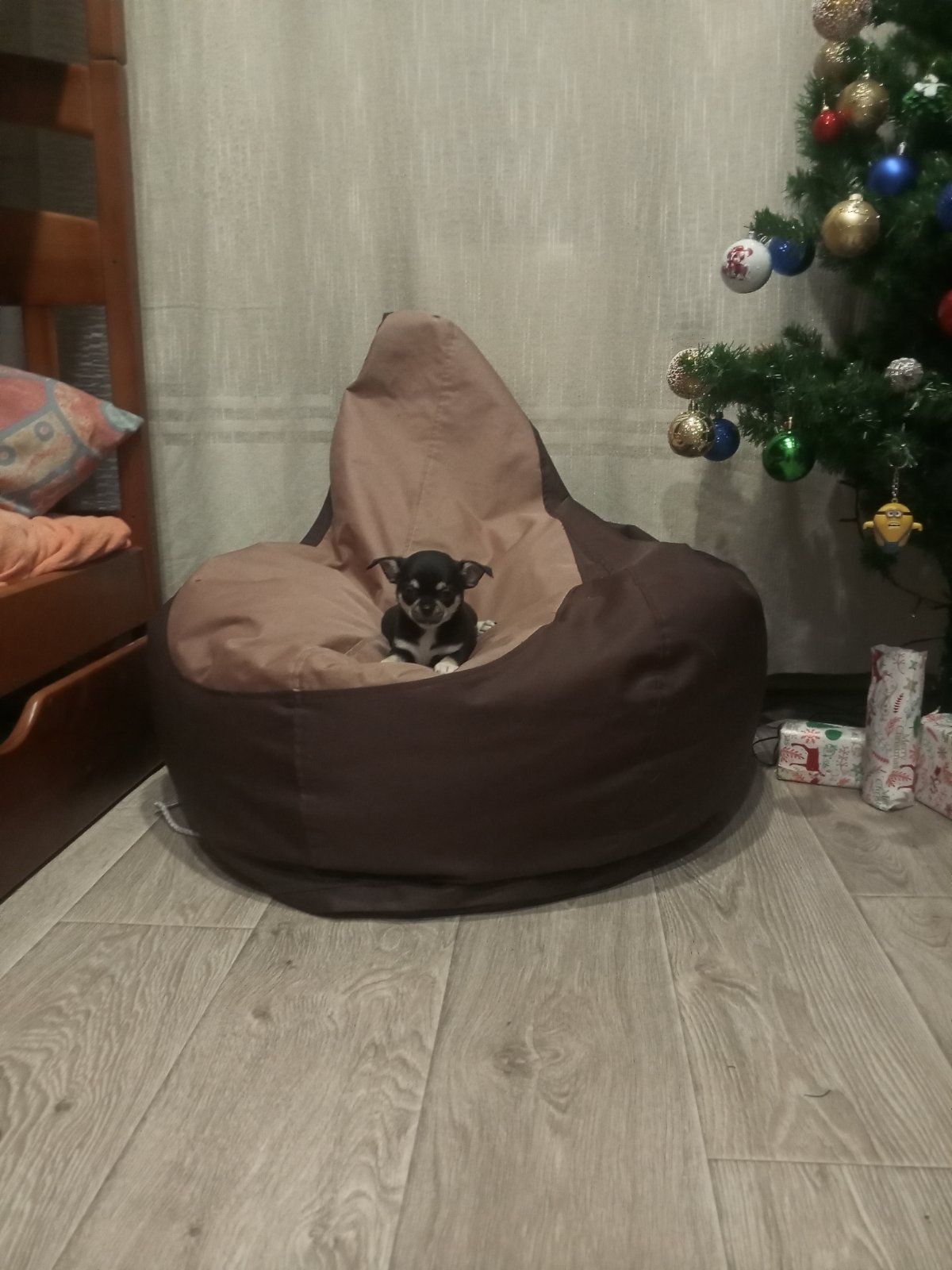 Продам хлопчика чихуахуа