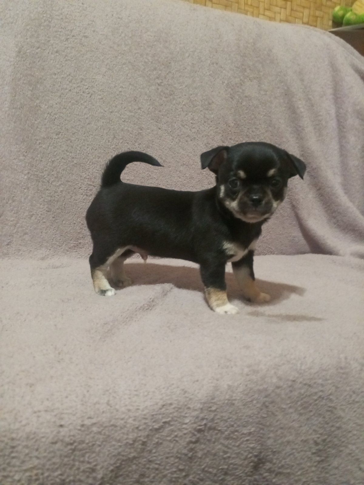 Продам хлопчика чихуахуа