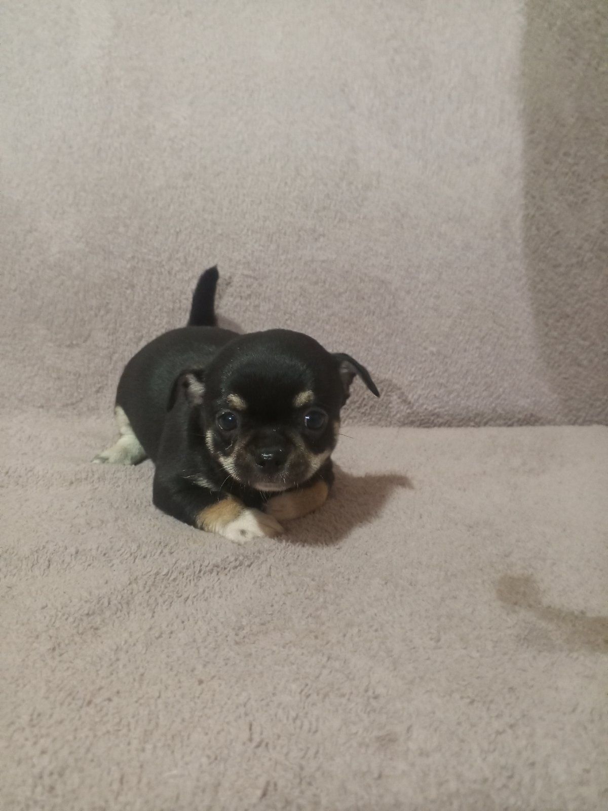 Продам хлопчика чихуахуа