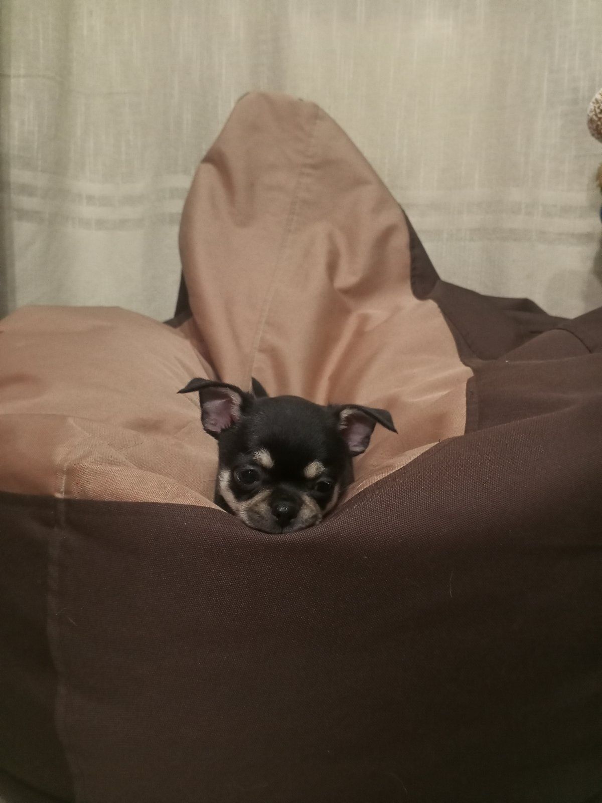 Продам хлопчика чихуахуа