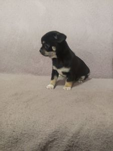 Продам хлопчика чихуахуа