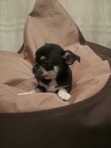 Продам хлопчика чихуахуа