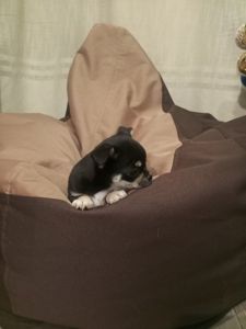 Продам хлопчика чихуахуа