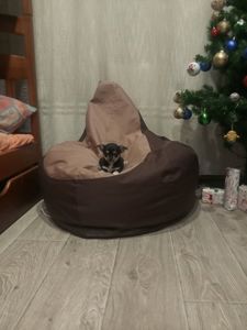 Продам хлопчика чихуахуа