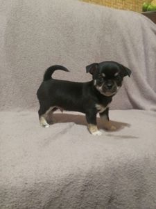 Продам хлопчика чихуахуа