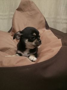 Продам хлопчика чихуахуа
