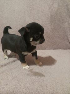 Продам хлопчика чихуахуа