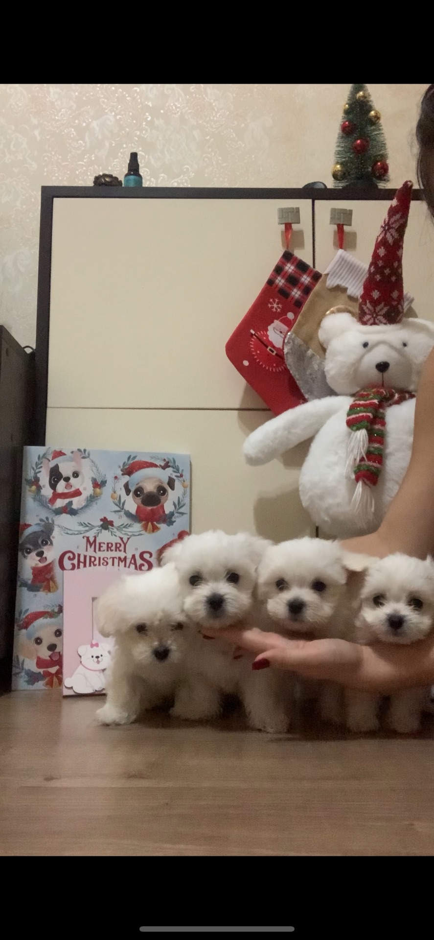 Щенки мальтийская болонка