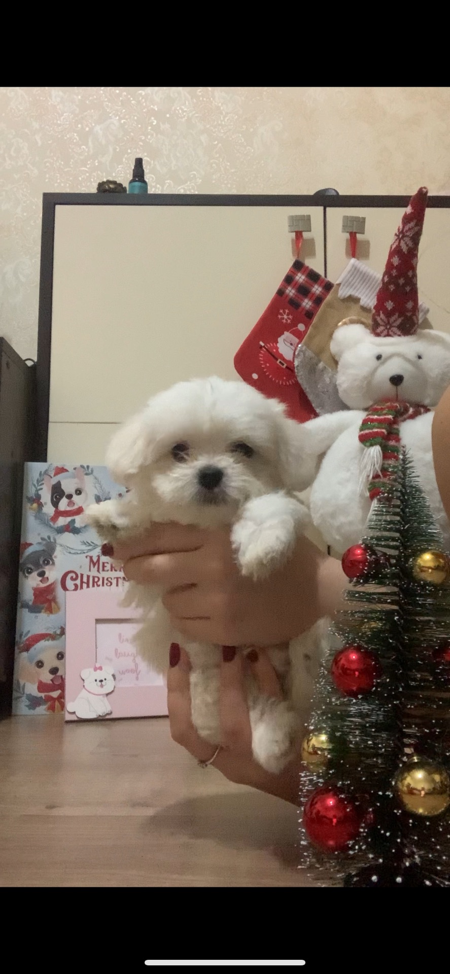 Щенки мальтийская болонка