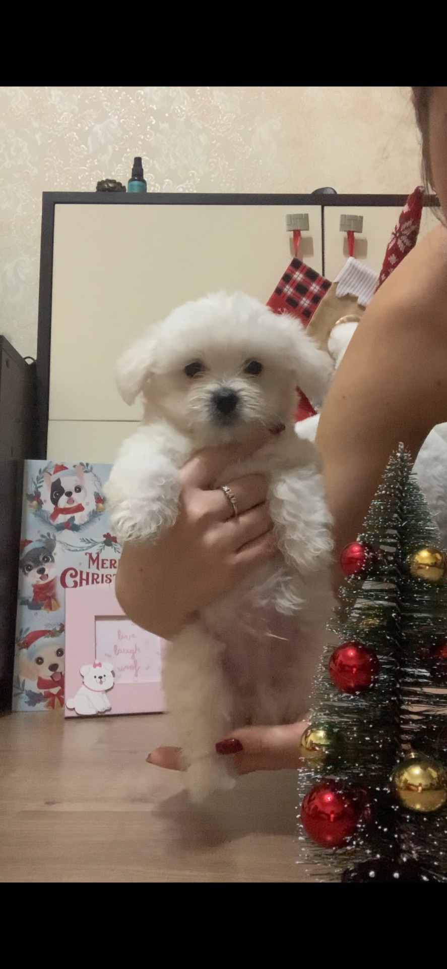 Щенки мальтийская болонка