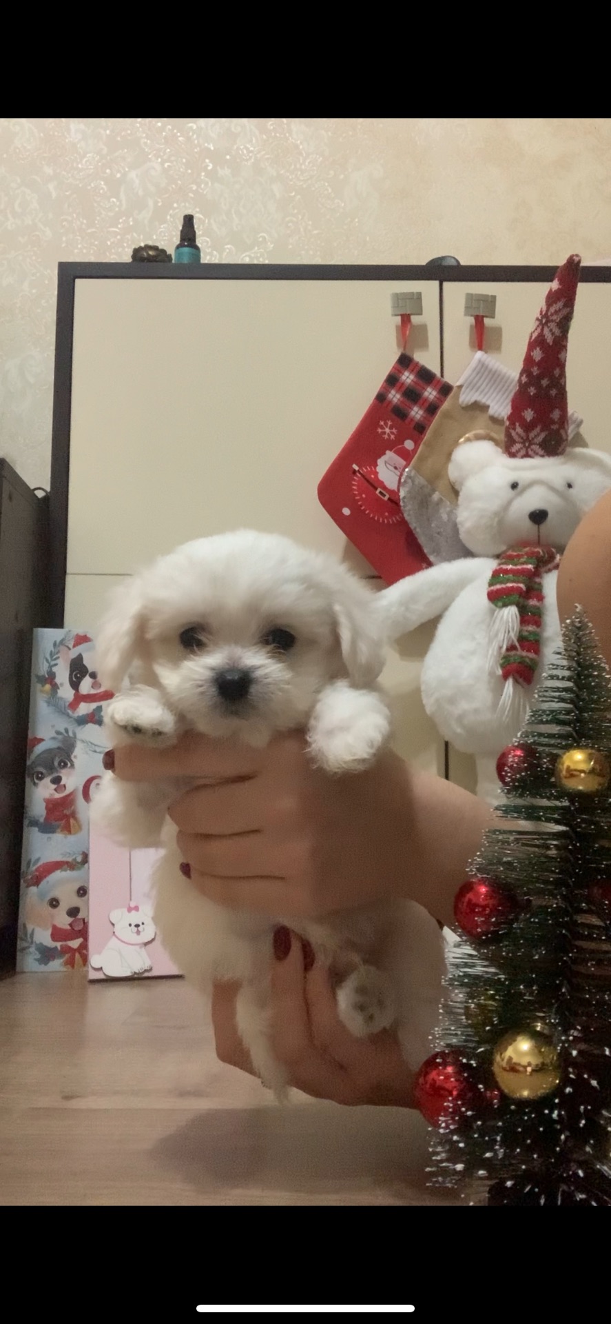 Щенки мальтийская болонка