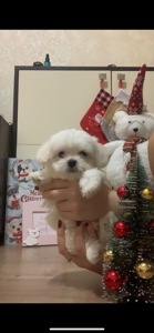 Щенки мальтийская болонка