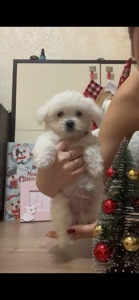 Щенки мальтийская болонка