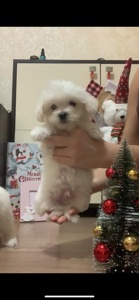 Щенки мальтийская болонка