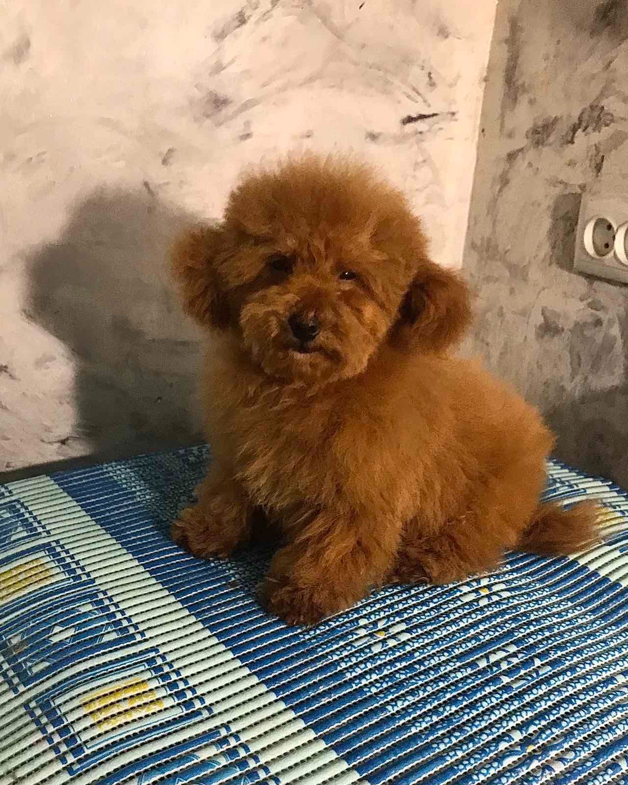 Хлопчик той пудель