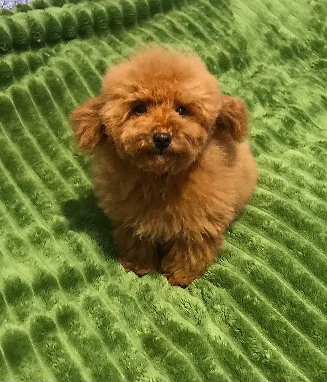 Хлопчик той пудель