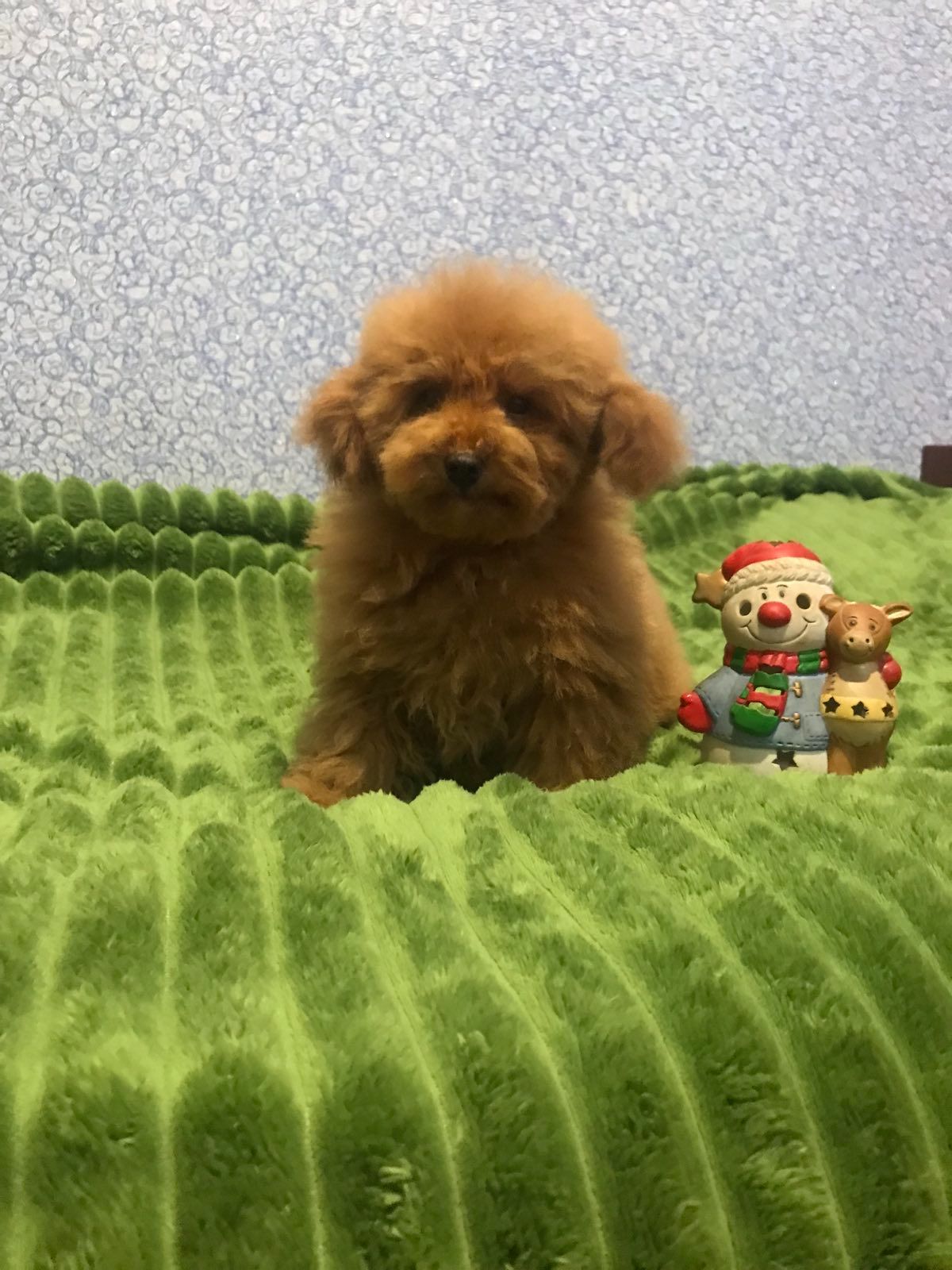 Хлопчик той пудель