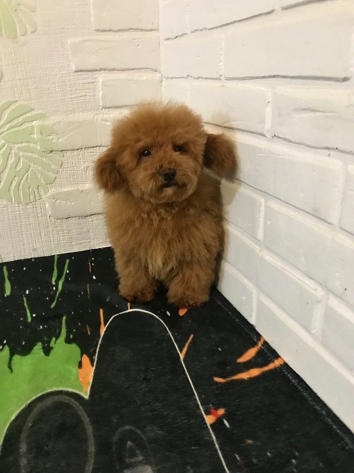 Хлопчик той пудель