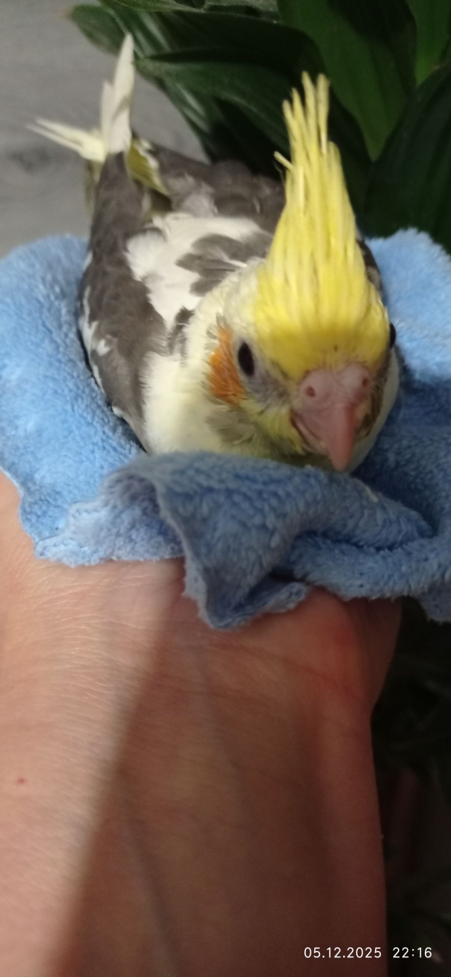 Ручний малюк на Миколая