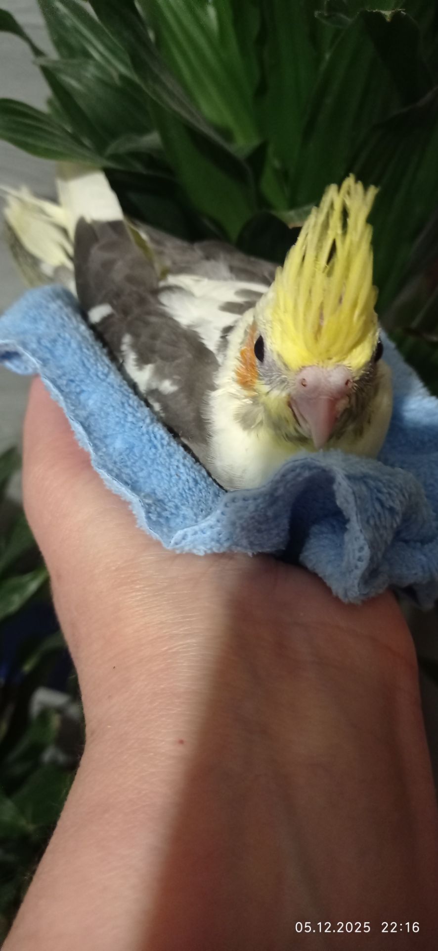 Ручний малюк на Миколая