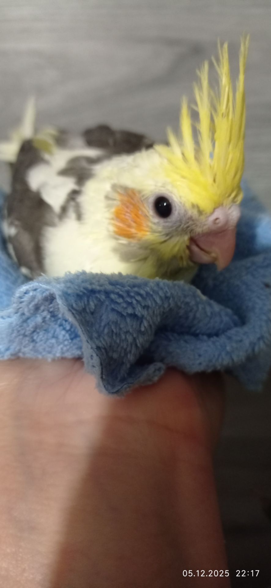 Ручний малюк на Миколая