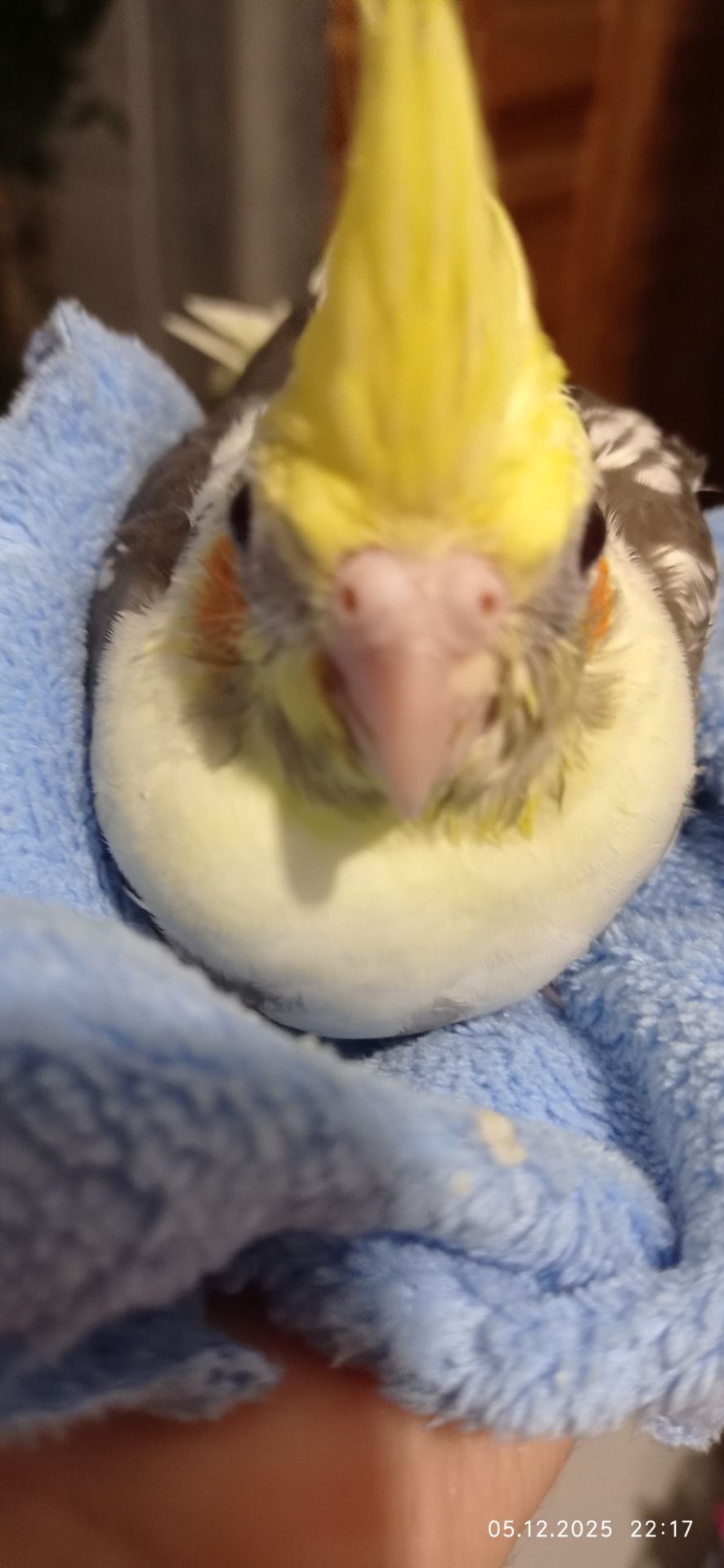 Ручний малюк на Миколая