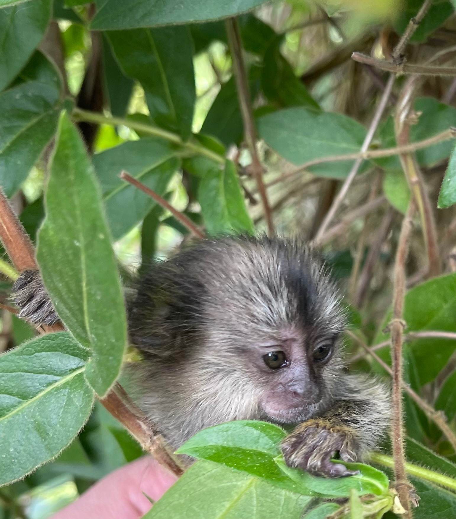 Мальчики обезьяна черноухая игрунка обезьянка мармозетка