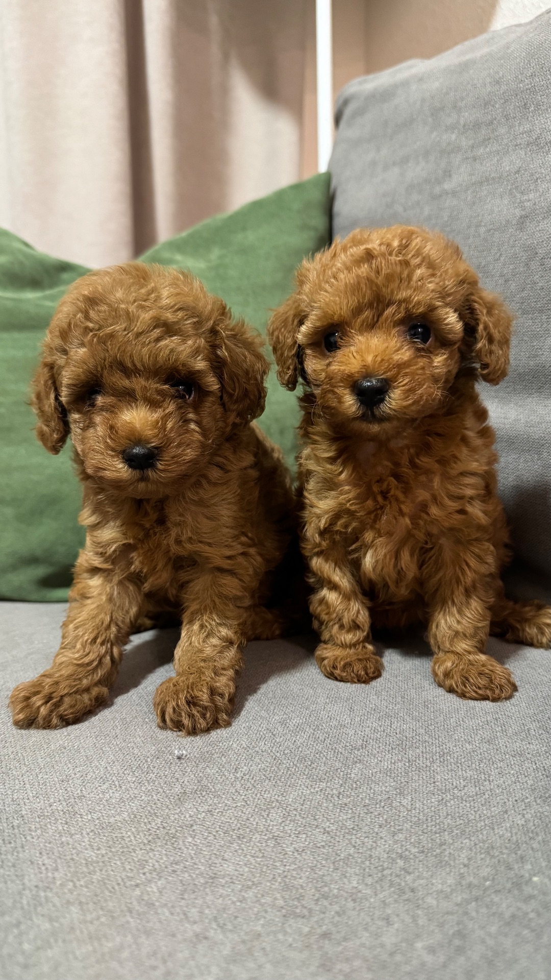 Цуценятка той-пуделя