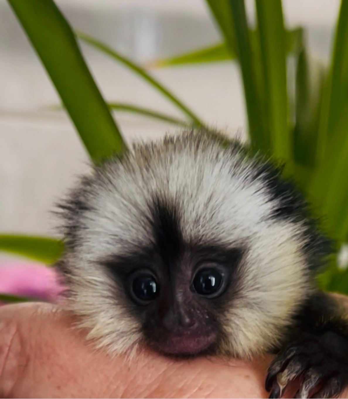 Девочка обезьянка игрунка Жоффруа домашняя обезьяна