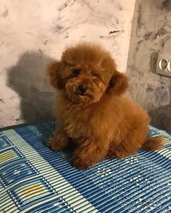 Хлопчик той пудель