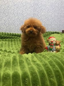 Хлопчик той пудель