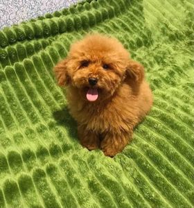 Хлопчик той пудель