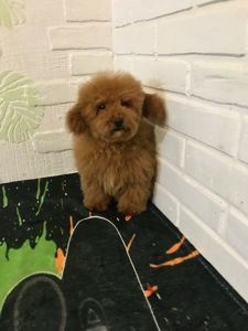 Хлопчик той пудель