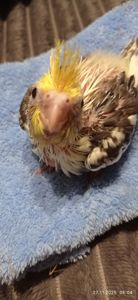 Ручний малюк на Миколая