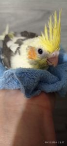 Ручний малюк на Миколая