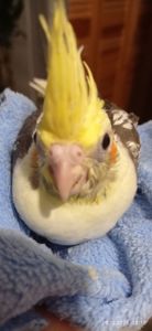 Ручний малюк на Миколая