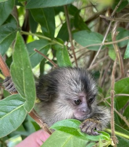 Мальчики обезьяна черноухая игрунка обезьянка мармозетка