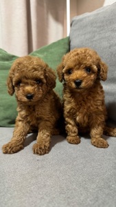 Цуценятка той-пуделя