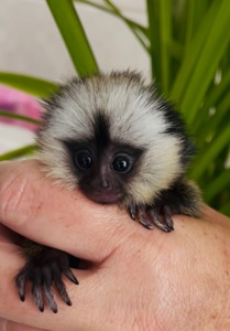 Девочка обезьянка игрунка Жоффруа домашняя обезьяна