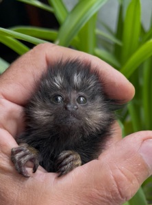 Мальчики обезьяна черноухая игрунка обезьянка мармозетка