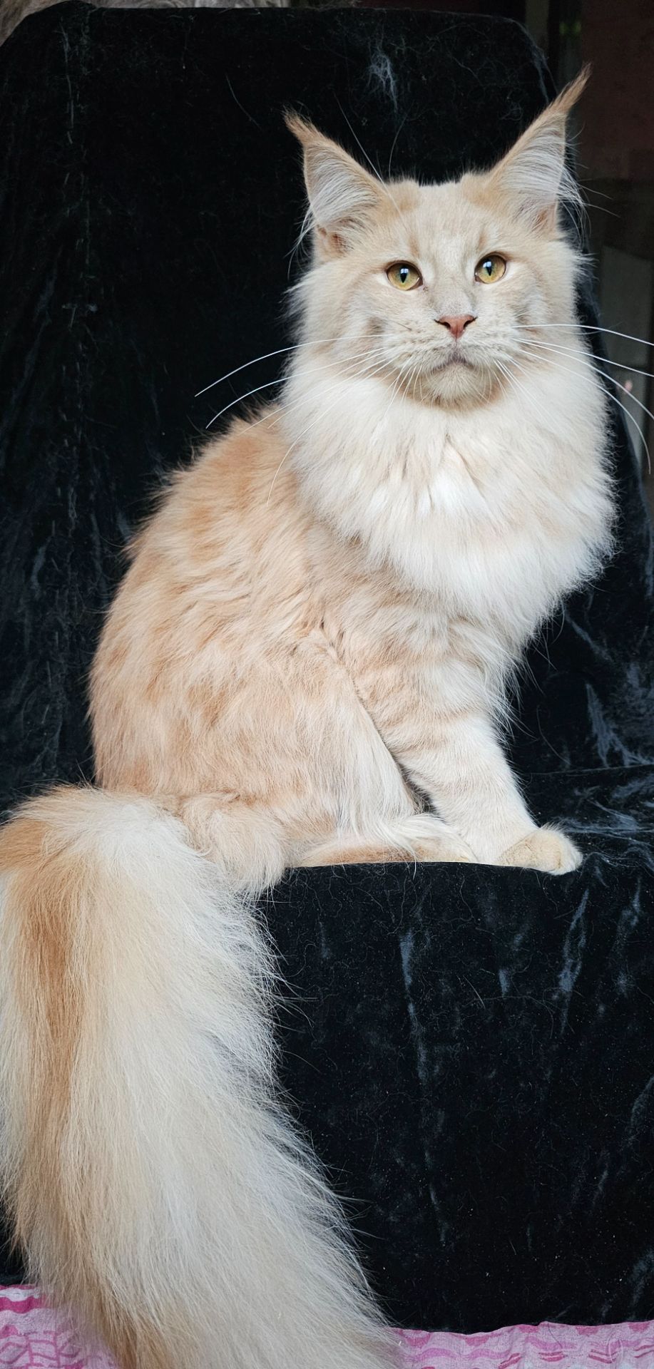 Пломбир мальчик мейн кун