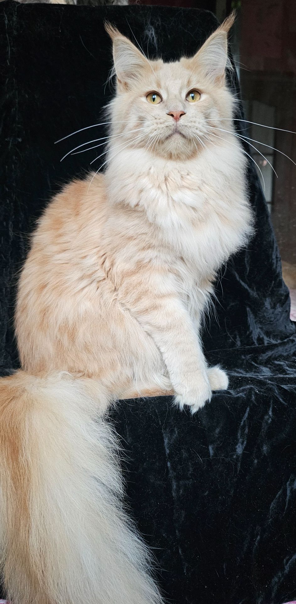 Пломбир мальчик мейн кун