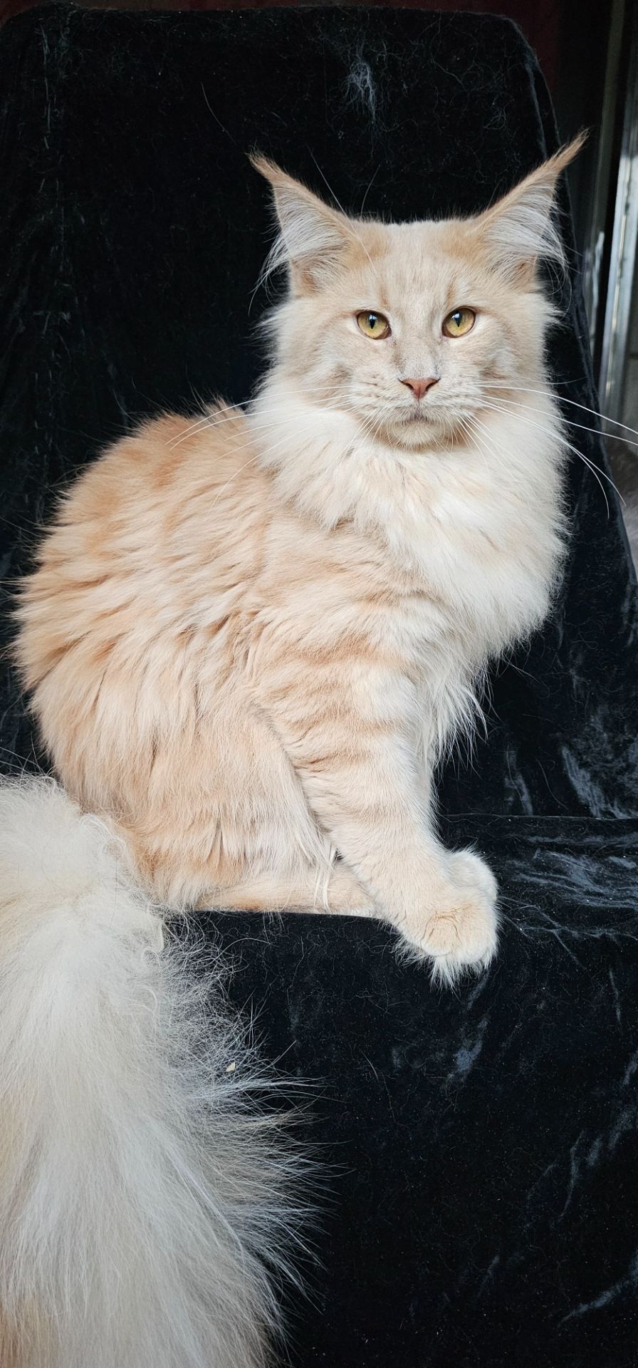 Пломбир мальчик мейн кун