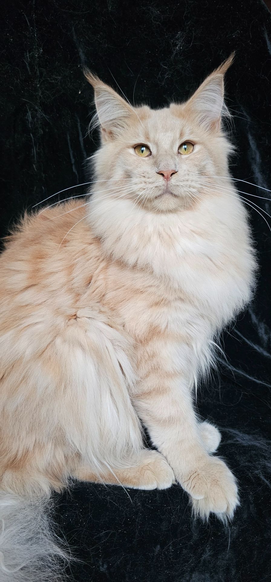 Пломбир мальчик мейн кун