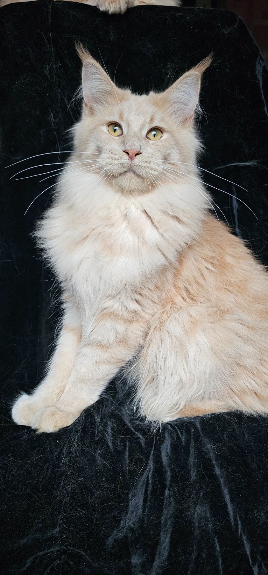 Пломбир мальчик мейн кун