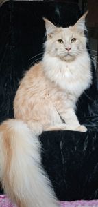 Пломбир мальчик мейн кун